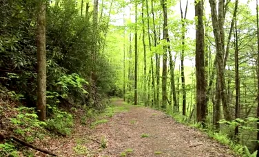 Un turist care a mers pe un drum nemarcat a filmat în pădure un oraş-fantomă (VIDEO)