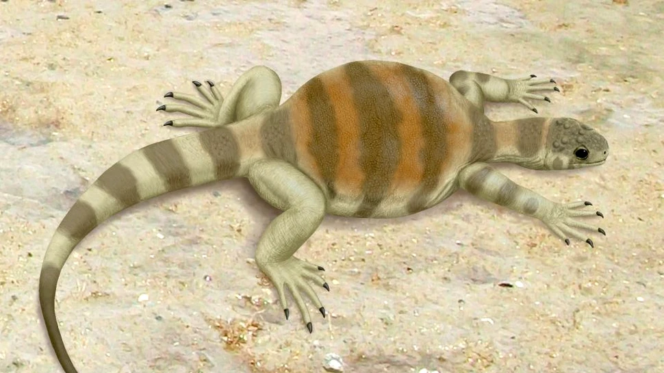 De ce au ţestoasele carapace? Descoperirea unui băiat de opt ani oferă răspunsul