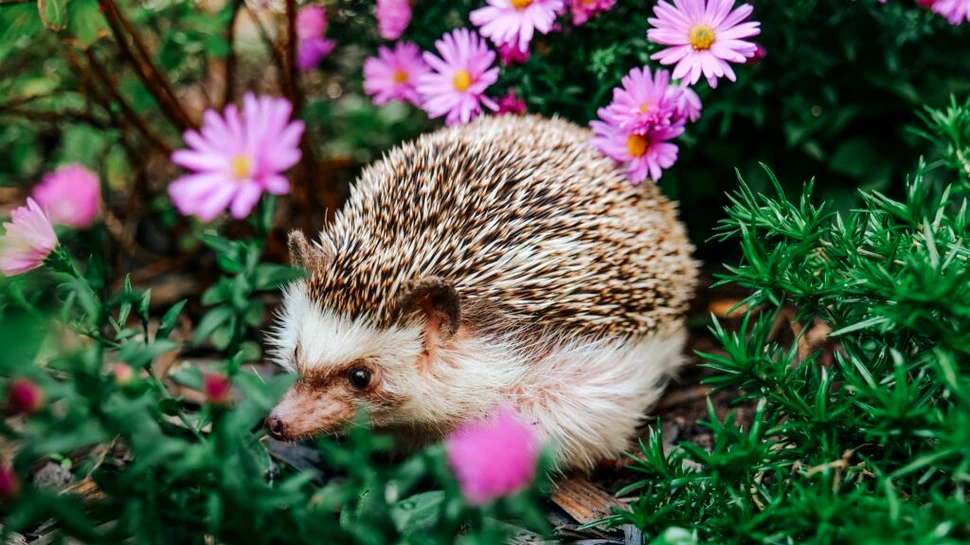 De ce este ariciul un animal mai valoros decât am crede?