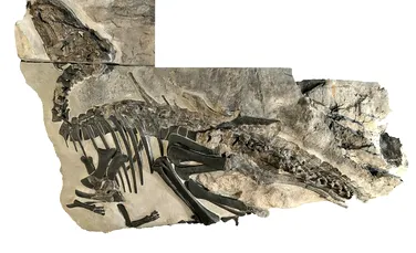 Rămășițele unei turme de 11 dinozauri, descoperite în Italia