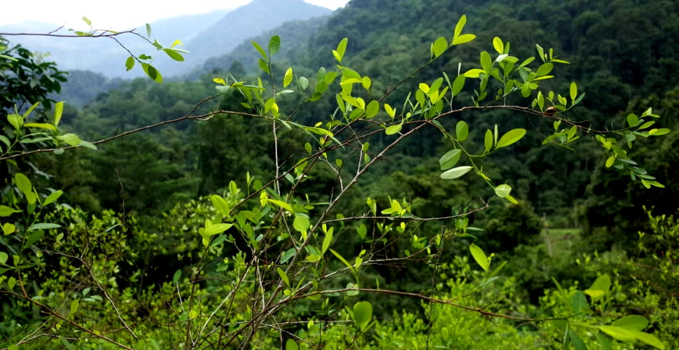 Recoltă record de coca în Columbia. De ce încearcă autoritățile să-i convingă pe fermieri să renunțe la plante?