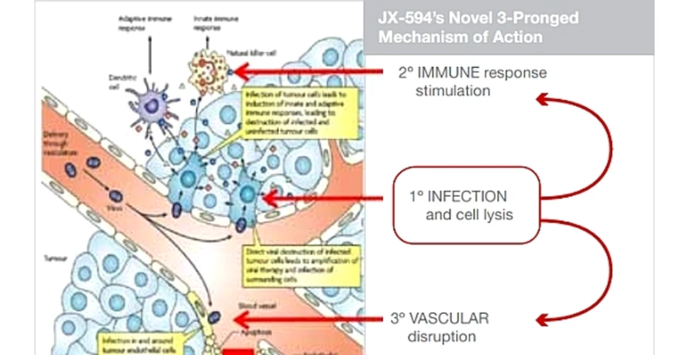 Reuşită fără precedent în istoria medicinei: un virus modificat genetic distruge cancerul!