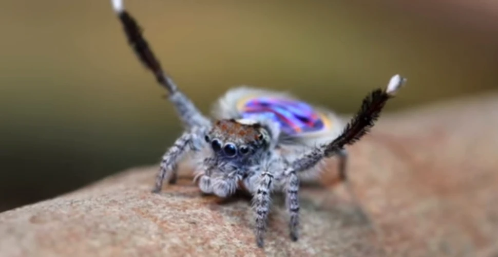 Oamenii de ştiinţă au descoperit şapte specii noi de creaturi ”drăguţe” – FOTO+VIDEO