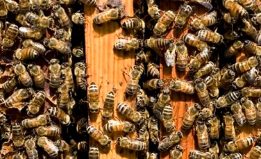 Nu chiar atat de cuminti: albinele isi inseala regina