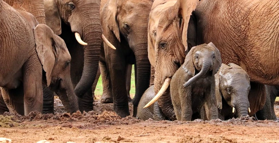 Sute de elefanți din Malawi, relocaţi într-o zonă în care specia a dispărut aproape complet