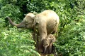 O turmă de elefanți a călcat în picioare o mașină pe o autostradă din Malaezia