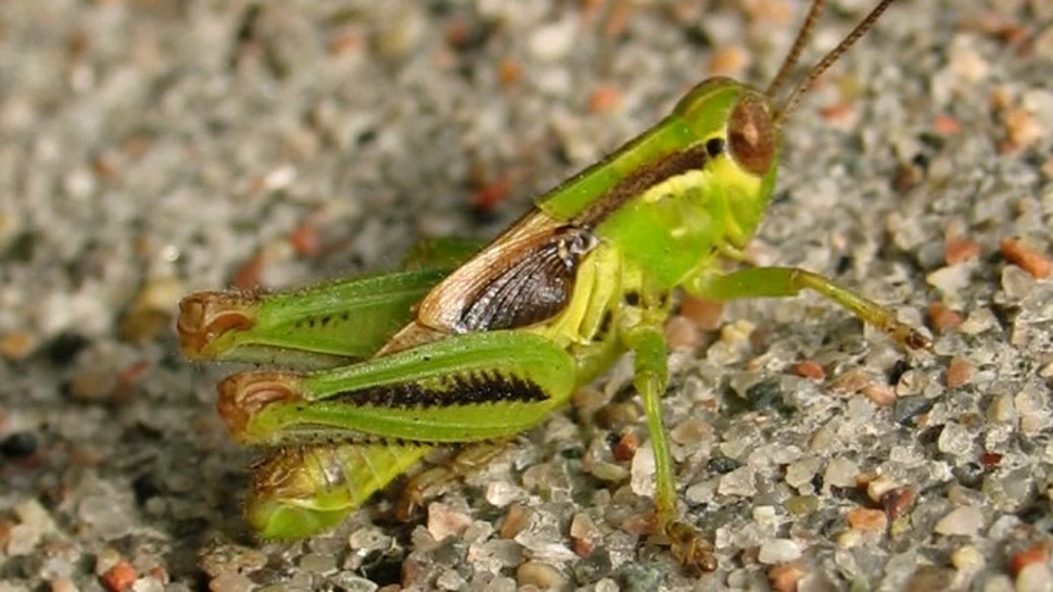 Lacusta deprimata salveaza recolta