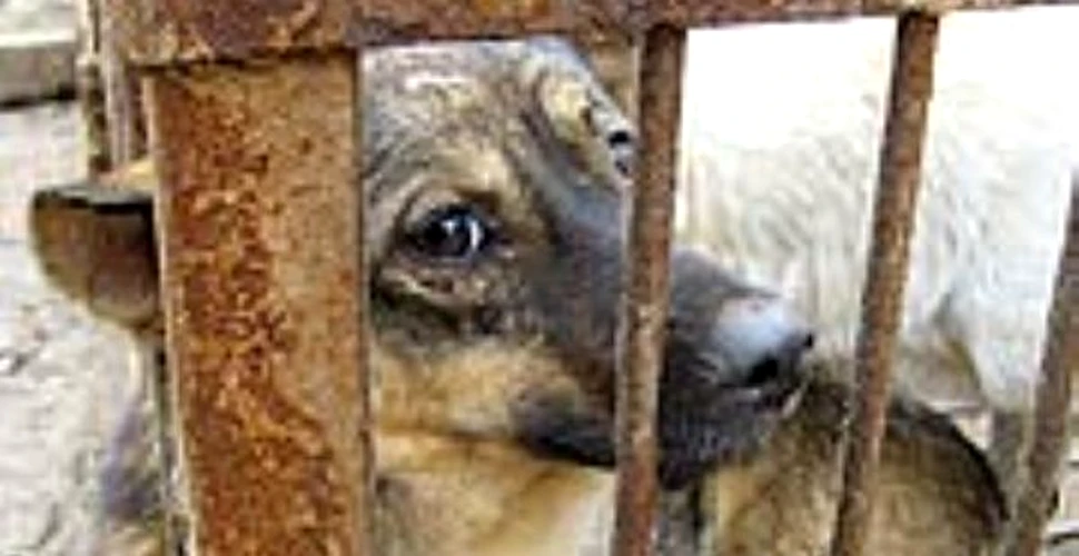 China interzice consumul carnii de caine pe perioada Olimpiadei