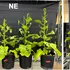 Unele plante își produc singure propriile pesticide, dar asta nu este neapărat bun