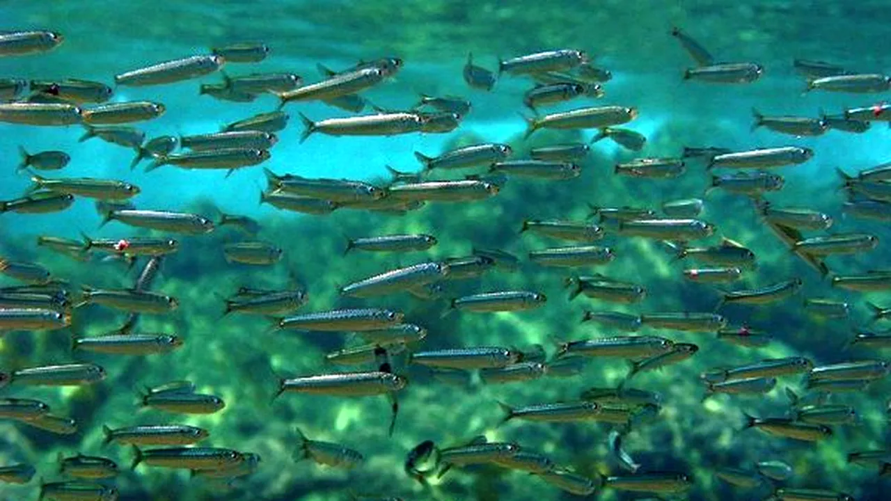 1-sardina-pilchardus1 