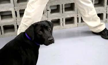 CIA renunţă la unul dintre câinii săi care adulmecă BOMBE, pentru că este prea jucăuş