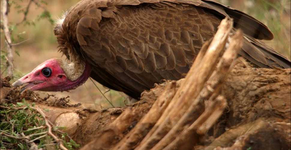 Uniunea Europeana salveaza vulturii flamanzi