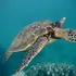 Mii de specii de animale sunt amenințate de schimbările climatice, arată o nouă analiză