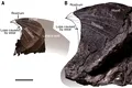 Caracatițele gigantice stăpâneau oceanele acum 100 de milioane de ani