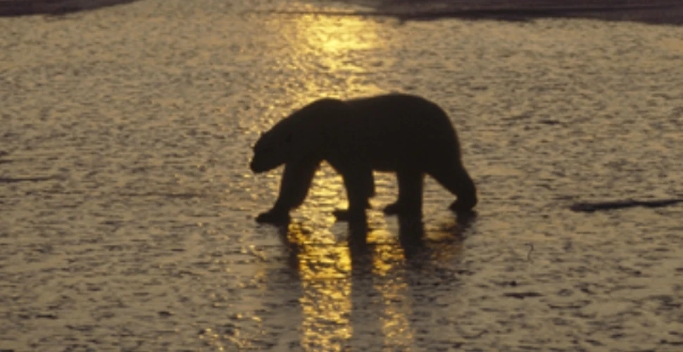 Ursii polari au aparut in Islanda