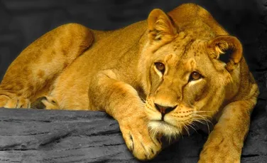 O leoaica si-a salvat dresorul de furia leului (VIDEO)