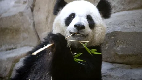 Doi urși panda de la o grădină zoo din Franța vor fi repatriați în China
