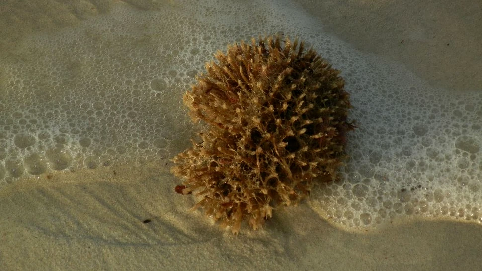 O enzimă extrasă din bureţii de mare opreşte creşterea celulelor canceroase