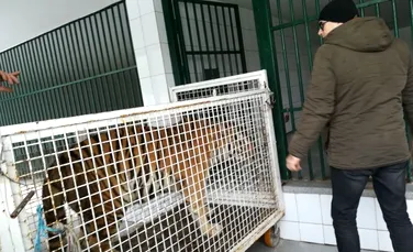 Doi tigri care aparţineau Circului Metropolitan din Bucureşti sunt găzduiţi de către Grădina ZOO din Galaţi