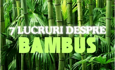 7 lucruri despre bambus, planta preferată a urșilor panda (P)