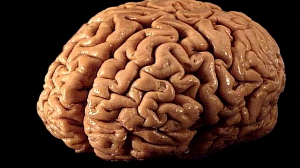Ai mulţi prieteni pe Facebook? Ai anumite arii cerebrale mărite