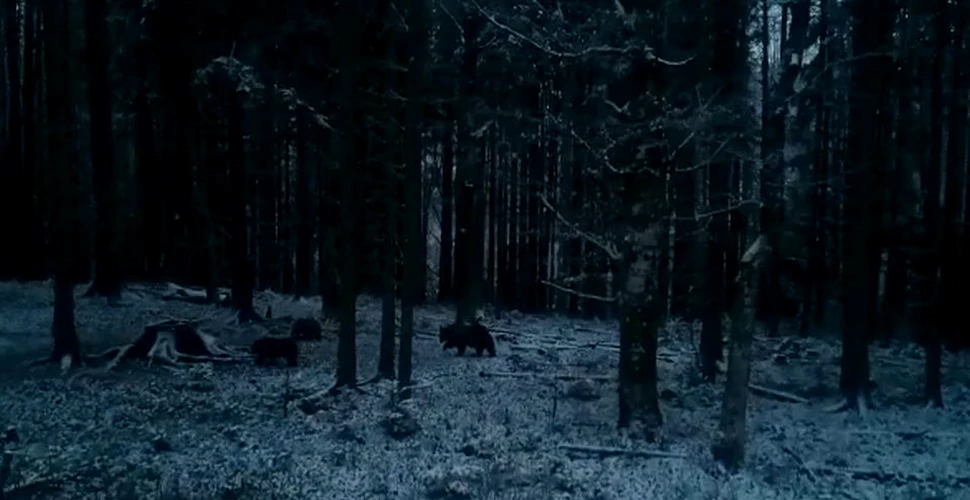 Apariţie rară într-o pădure din România, în plină perioadă de hibernare a urşilor – VIDEO