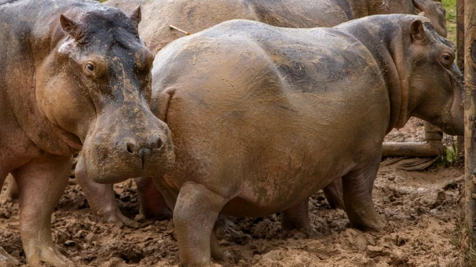 De ce este Columbia nevoită să sterilizeze hipopotamii lui Pablo Escobar