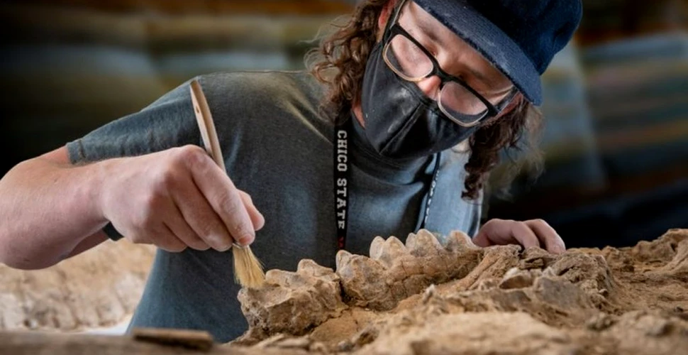 Zeci de fosile ale unor creaturi preistorice, descoperite întâmplător într-o pădure petrificată din California