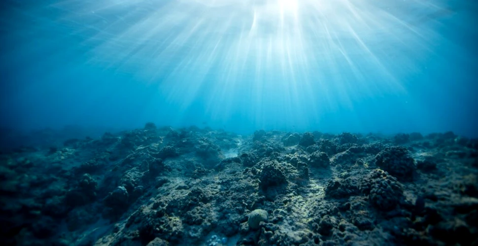 Încălzirea oceanelor distruge paraziții. Ce efecte poate avea fenomenul?