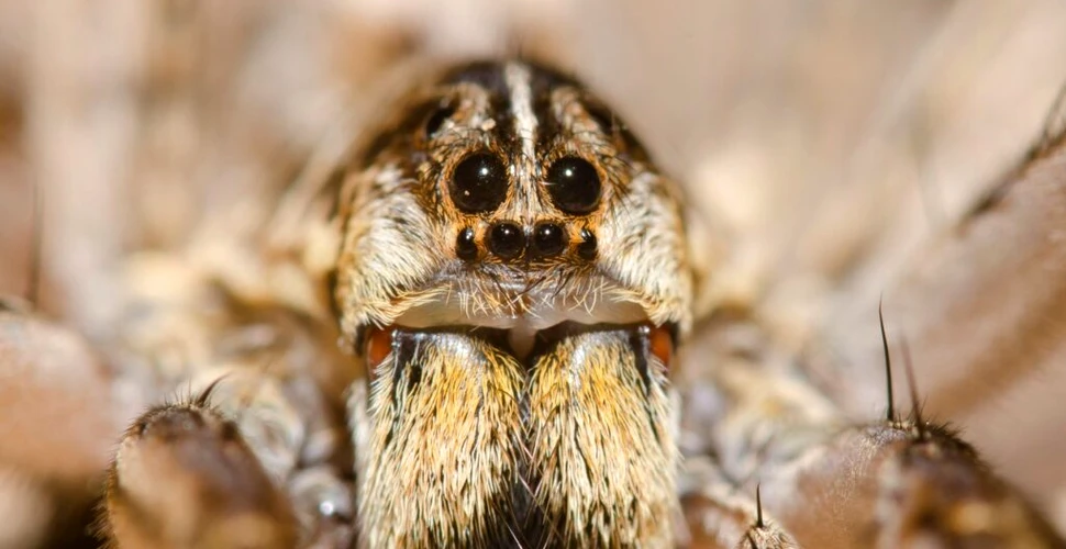 Masculul din specia păianjenului-lup are un ritual complex de împerechere prin care atrage femelele