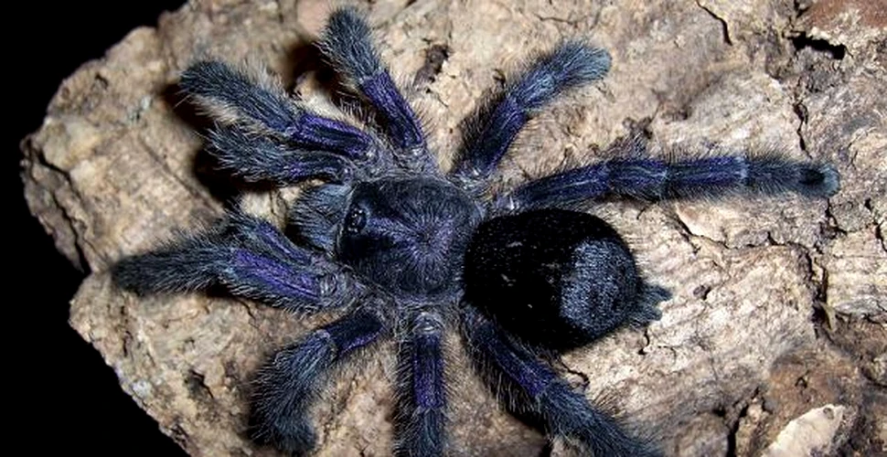 Purtati ochelari cand va jucati cu tarantulele