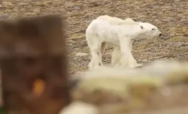 VIDEO. Imaginile sfâşietoare care arată ultimele clipe ale unui urs polar care moare de foame. ”Întreaga echipă se abţinea să nu plângă”