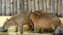 Un capibara care a evadat de la o grădină zoologică din China, regăsit după două luni