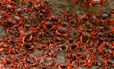 Crabii de pe Insula Crăciunului, „împiedicați să migreze” din cauza secetei extreme