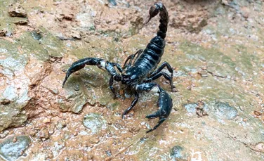 Oamenii de știință au descoperit un scorpion rar în Columbia