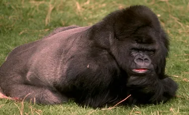 Gorila de munte protejata de trei state africane