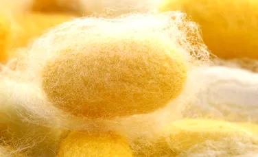 Un material hi-tech care ar putea salva milioane de vieţi: mătasea naturală