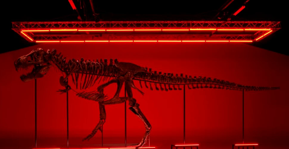 Unul dintre cele mai spectaculoase schelete de T. Rex, scos la licitație în premieră europeană