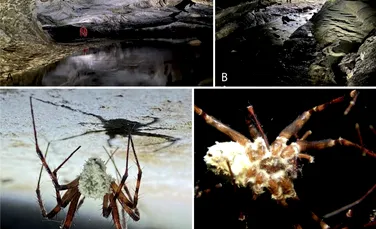 O specie de ciupercă proaspăt descoperită transformă păianjenii în zombi