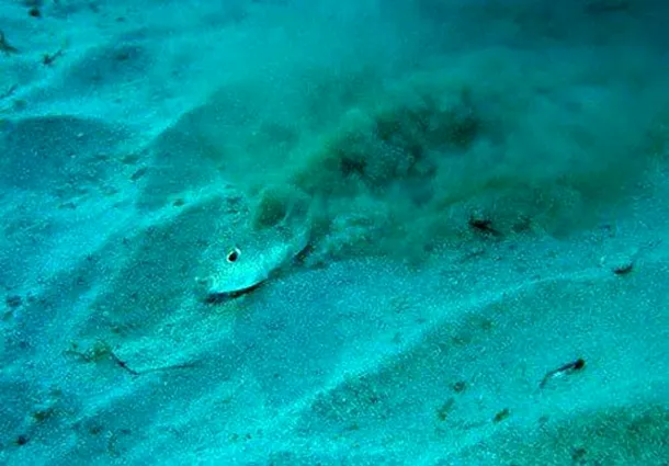 Povestea misterioaselor cercuri subacvatice, în sfârşit dezvăluită/ Foto: Yoji Ookata