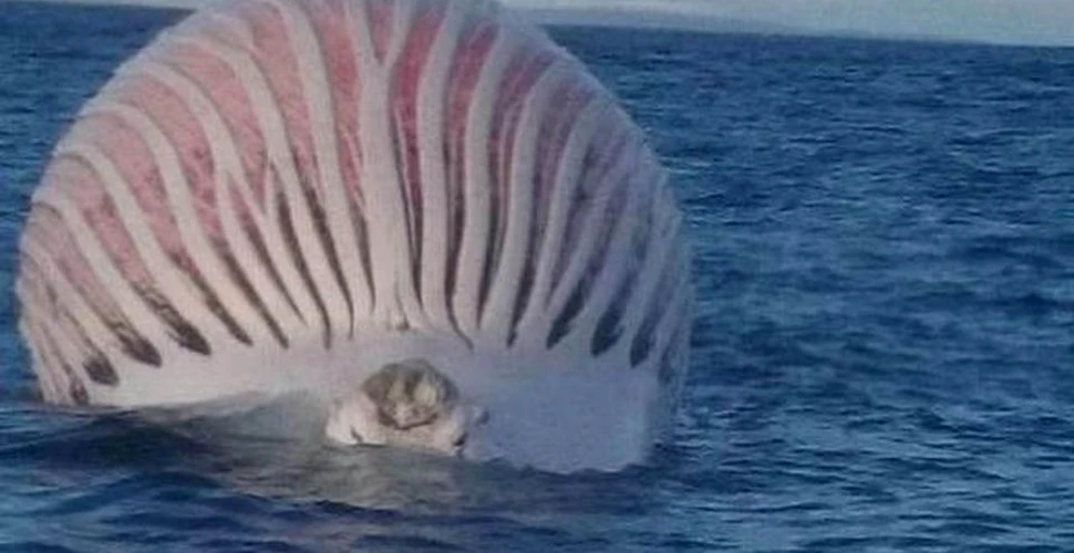 Un balon roz şi urât mirositor plutea în apele Oceanului Indian. Ce reprezintă creatura misterioasă – FOTO