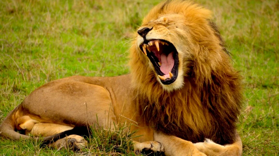 Putem determina cât de puternici sunt cei din jur doar prin intermediul tonului vocii lor