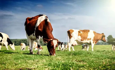 Un caz sever de domesticire a dus la extincţia unei rase de vaci cu înfăţişare bizară
