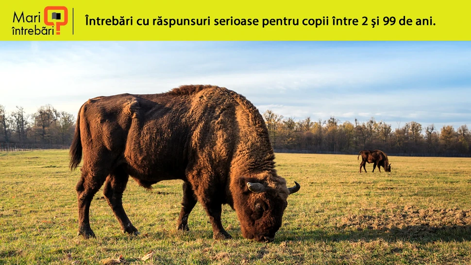 Care sunt diferenţele dintre zimbri şi bizoni?