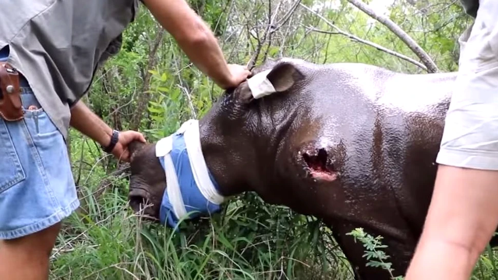 Efortul INCREDIBIL al unei echipe în timpul salvării unui pui de rinocer împuşcat de braconieri – VIDEO