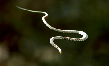 Natura poate fi cu adevărat înfricoşătoare: unele specii de şerpi pot zbura – VIDEO