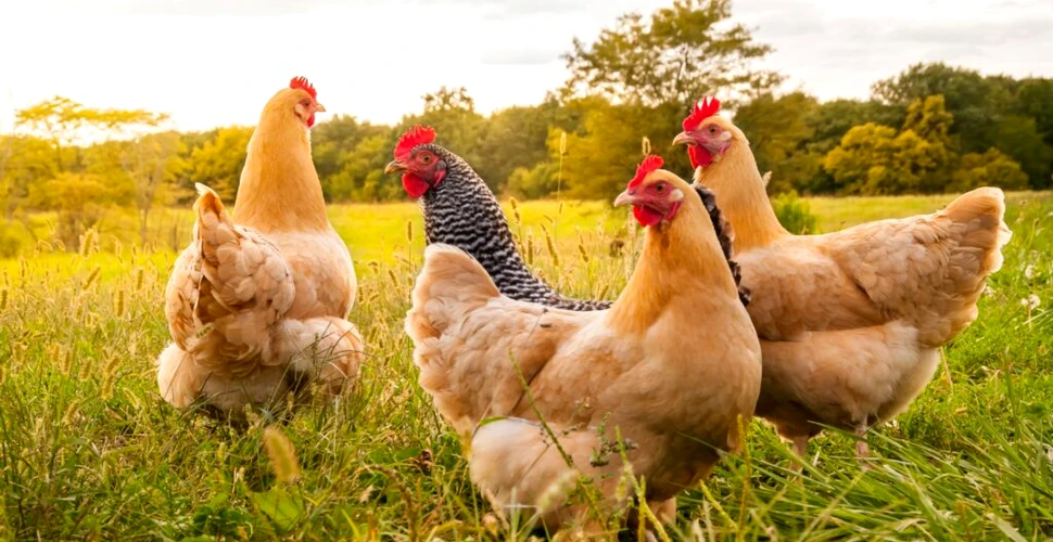 Oamenii pot înțelege cotcodăcitul găinilor, au descoperit cercetătorii
