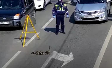 Cum o familie de raţe a blocat traficul într-un oraş din Rusia – VIDEO