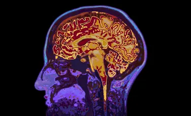 Descoperire suprinzătoare: creierul continuă să se maturizeze până la vârsta de 30 de ani