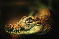 Cercetătorii au creat o piele electronică asemănătoare cu cea de crocodil